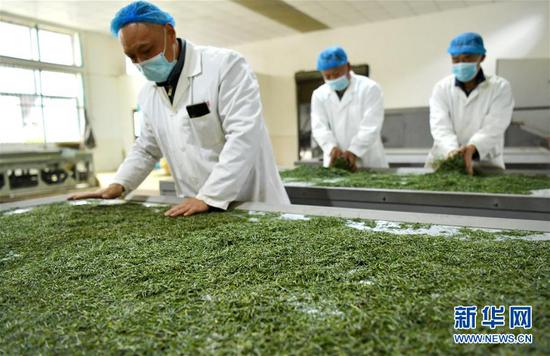 3月13日，在位于湖北省恩施土家族苗族自治州宣恩縣萬寨鄉(xiāng)板場村的伍家臺富硒貢茶公司，制茶師在按照傳統(tǒng)工藝制作手工茶。新華社發(fā)（宋文 攝）